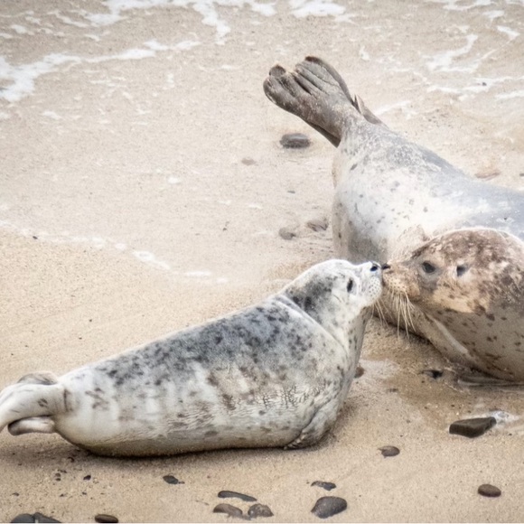 Modal Silk Scarf Shawl 26" X 73" Inspired by Harbor Seal fur - Picture 2 of 10